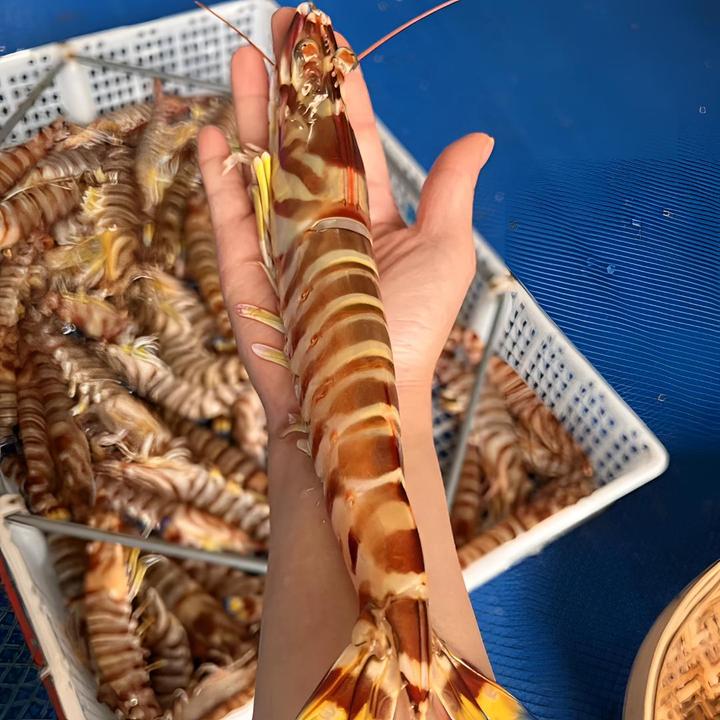 【买2盒送2盒】东山岛海捕大斑节虾 竹节虾 花虾生鲜水产送礼海鲜