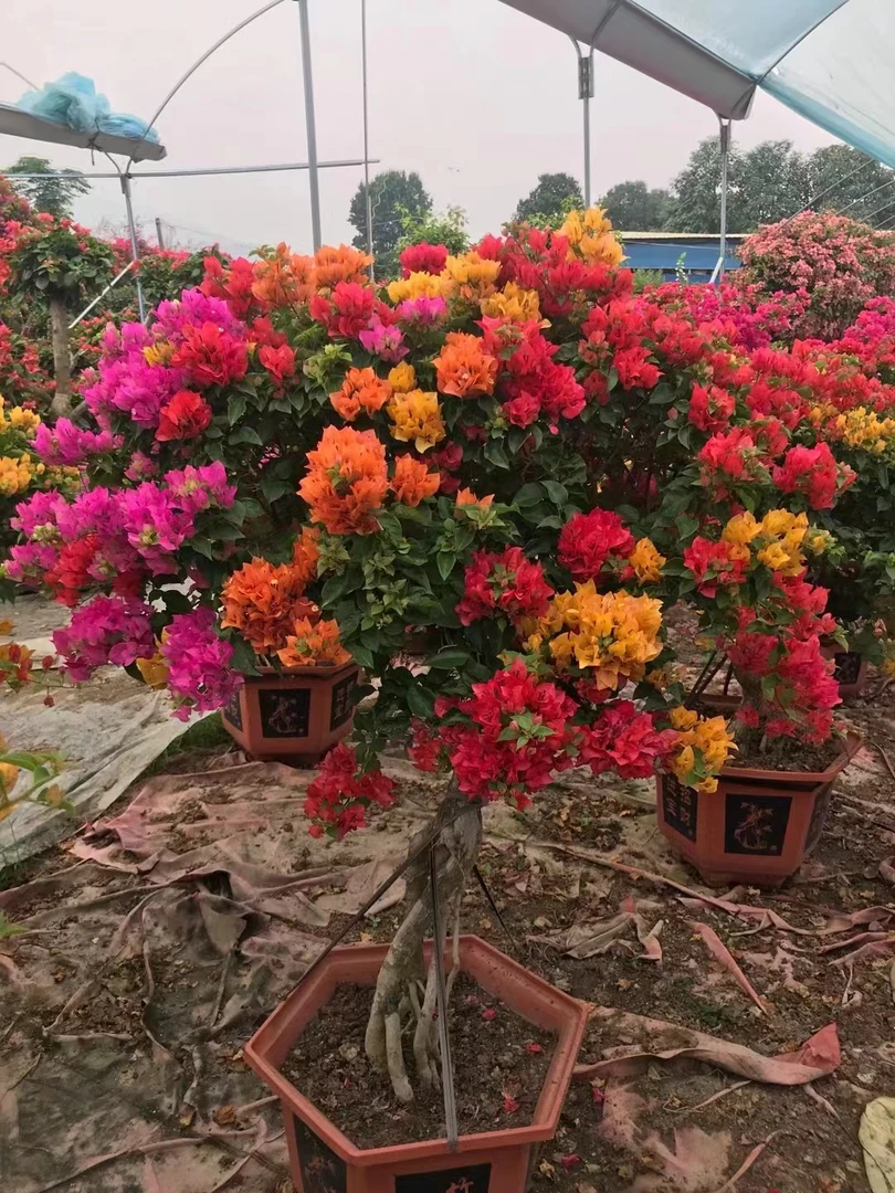 精品五雀梅（一物一拍）