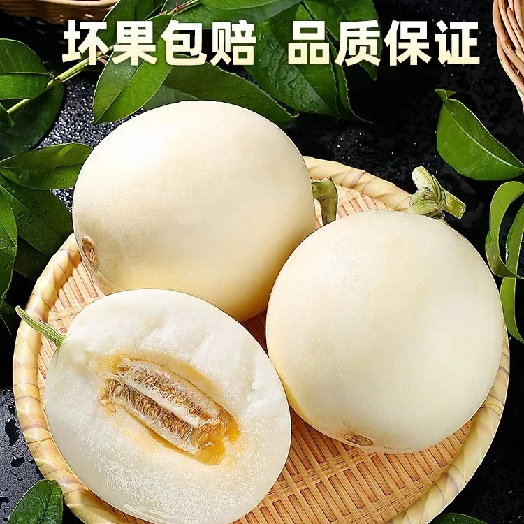 [坏果包赔]陕西头茬阎良甜瓜5/9/1斤产地直发新鲜当季水果