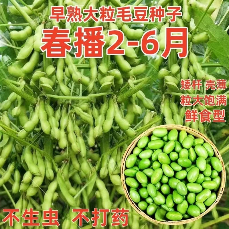 高产根系早熟毛豆苗苗黄豆种子非转基因毛豆种子紫色白菜种子