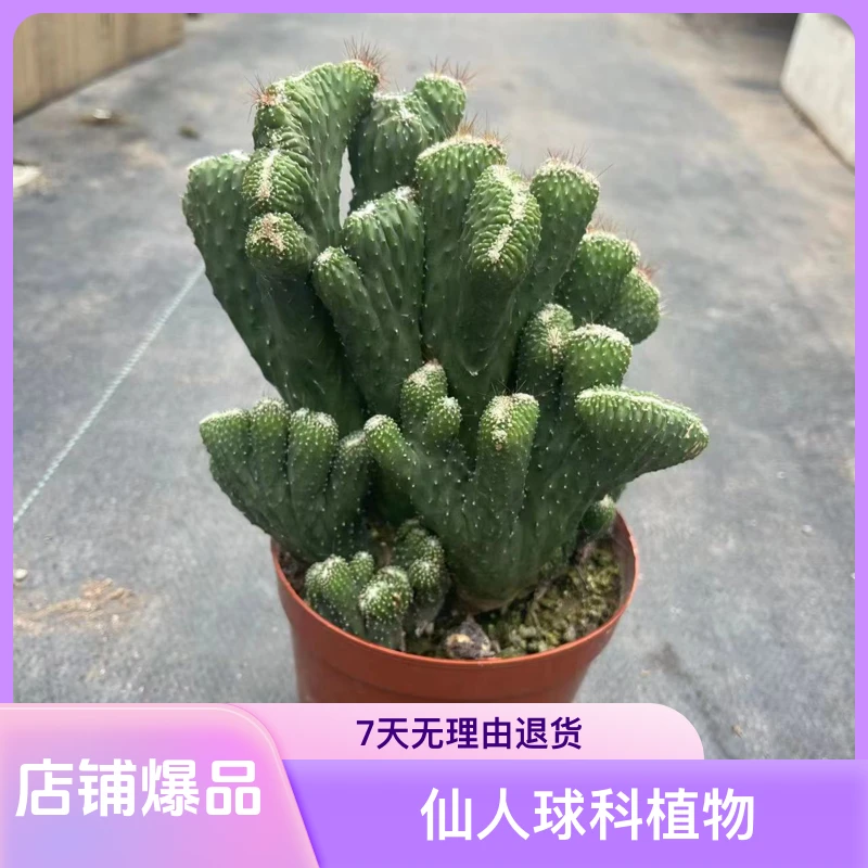 五指山仙人球 多肉盆栽 彩麒麟五指山万重山玉麒麟仙人掌植物花卉