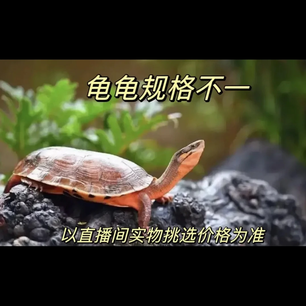 人工繁育三线金钱龟越南、海南品种直播链接