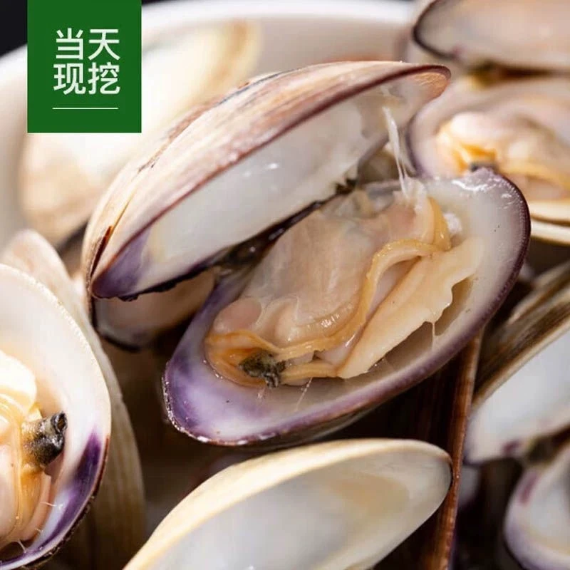 【大美贝】鲜活蛤蜊文蛤肥蛤 肥美无沙当天现挖连云港发货 3/5斤装