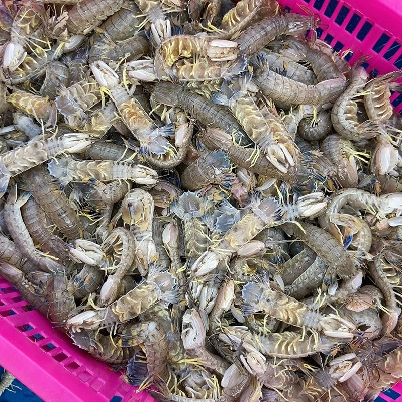 【皮皮虾】连云港本地海货 新鲜海捕 鲜活速冻 发货3斤