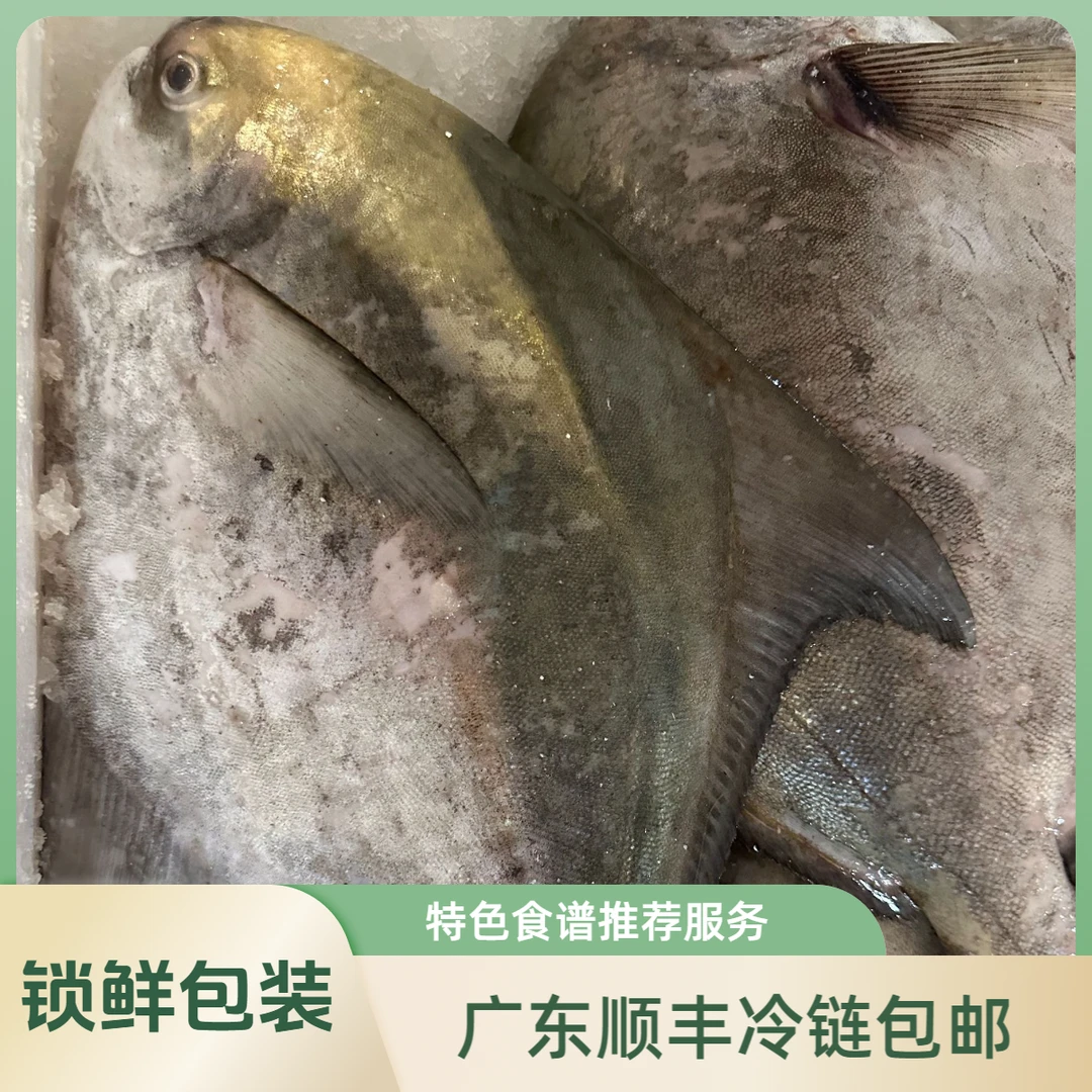 【湛小鲜】 斗鲳鱼现称 改价上链接  顺丰冷链包邮湛江发货~