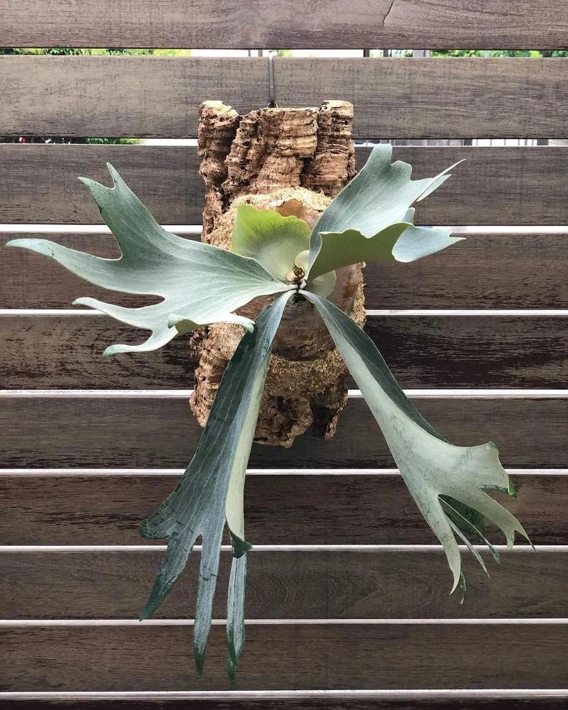 【动力植物】直播间专拍扛把子专属彩叶芋泰彩  一物一拍