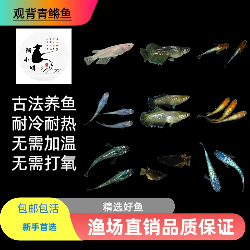 观背青鳉鱼 小型鱼 （迷你观赏鱼)冷水鱼 迷你观赏鱼 活体发货