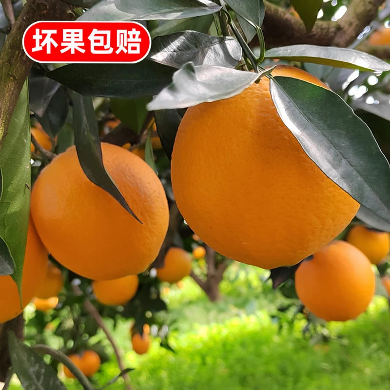 湖南新宁崀山脐橙橙子新鲜10斤20斤装整箱应当季孕妇水果精品农家
