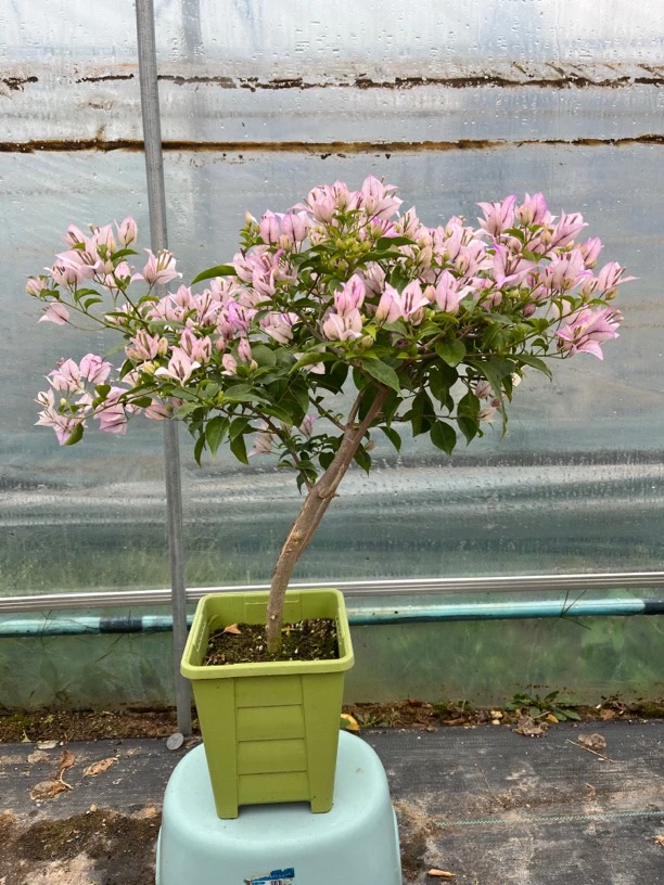 三角梅老桩盆苗多色三角梅盆栽带花重瓣爬藤植物庭院老桩精品花卉