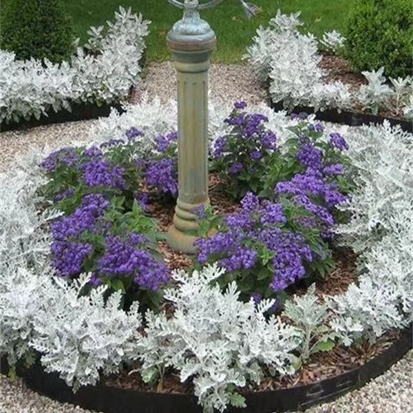 银叶菊盆栽雪叶银香菊绿植四季观叶室内外庭院花境美化盆栽观耐旱