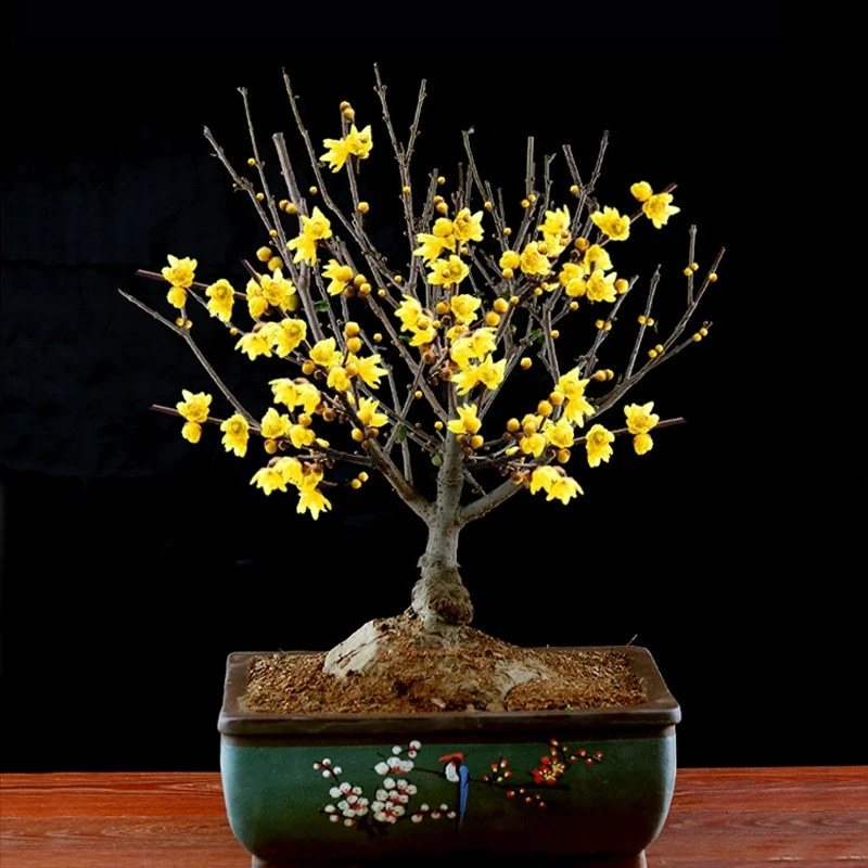 腊梅老桩盆栽素心腊梅浓香型耐寒冬春开花庭院阳台花园植物耐活