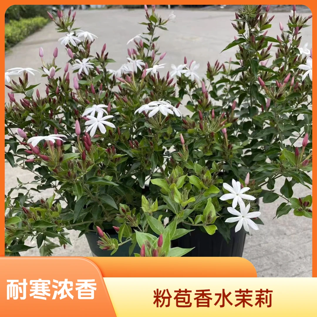 粉苞茉莉香水茉莉越南亮叶茉莉花粉苞红嘴水茉莉浓香耐寒开花不断