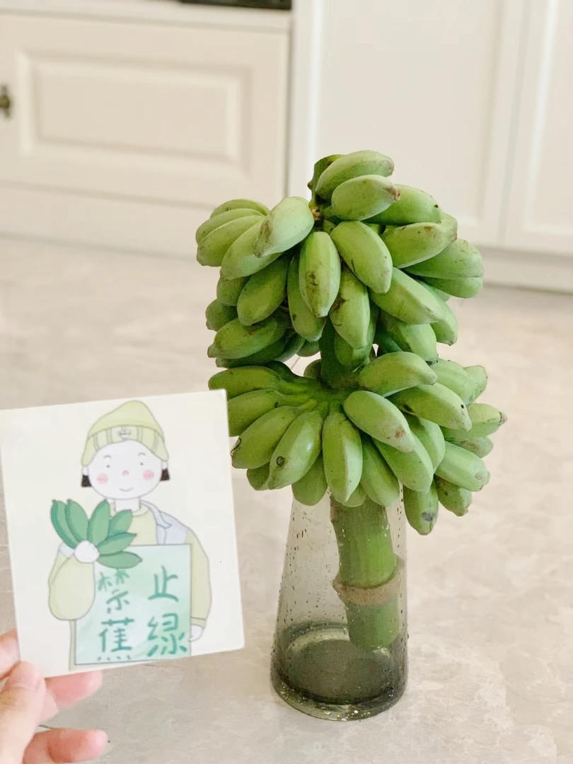 【禁止蕉绿】整串带杆芭蕉花办公室水培小米香蕉新鲜连果插花绿植