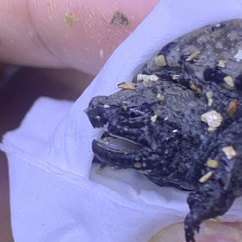 【天海蓝】原种野佛一代爆刺佛鳄蛋孵化佛鳄观赏龟宠物龟蛋