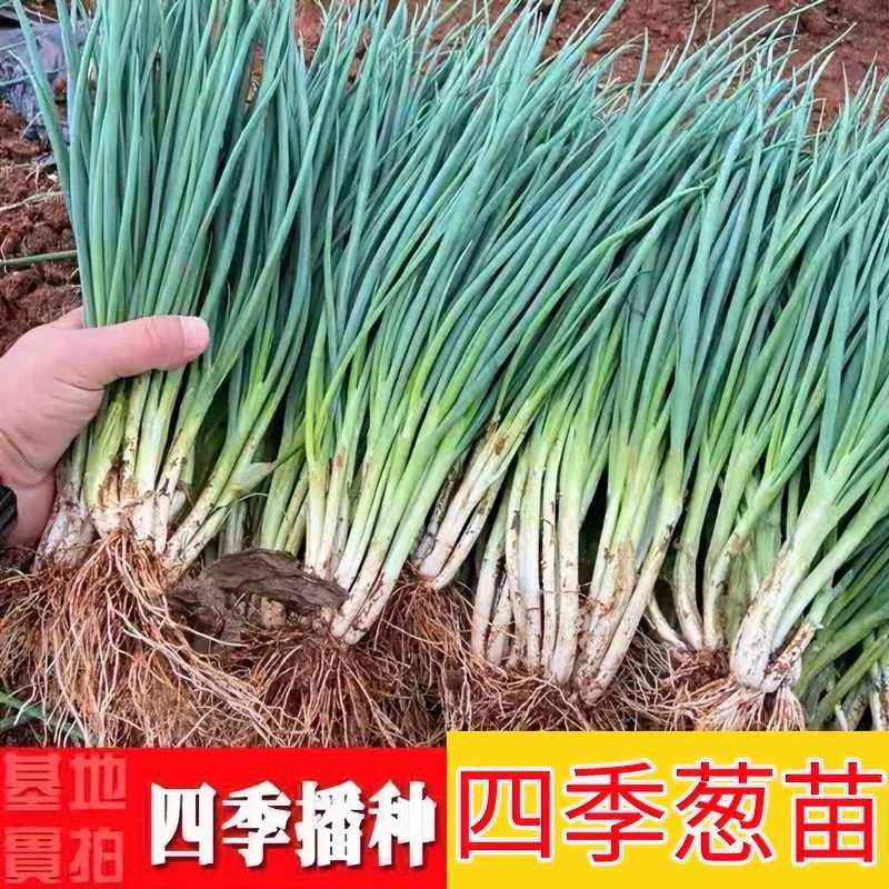 四季秋冬春小葱苗自种四季小香葱新鲜分葱小葱苗阳台大棚露天家庭