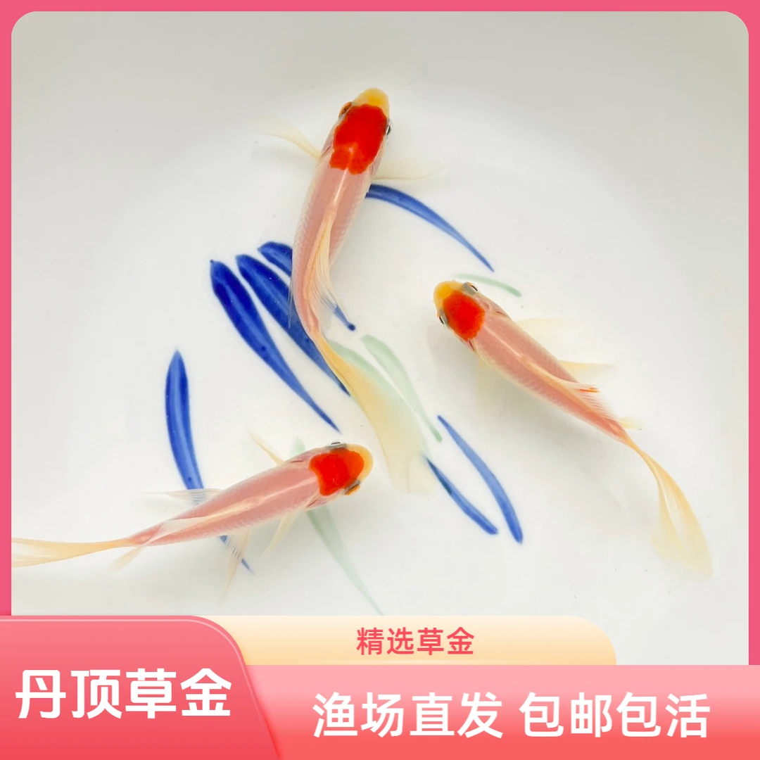 丹顶草金鱼观赏鱼冷水鱼好养耐活新手友好