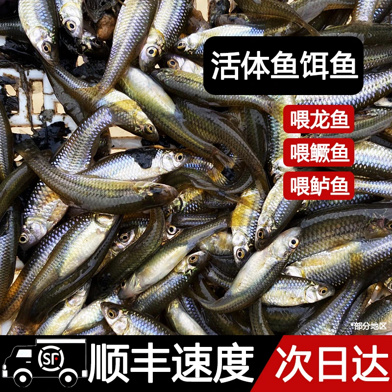 喂乌龟饲料鱼小鱼活体养殖活鱼龙鱼活食饲料淡水鱼草鱼鲫鱼花鲢鳙