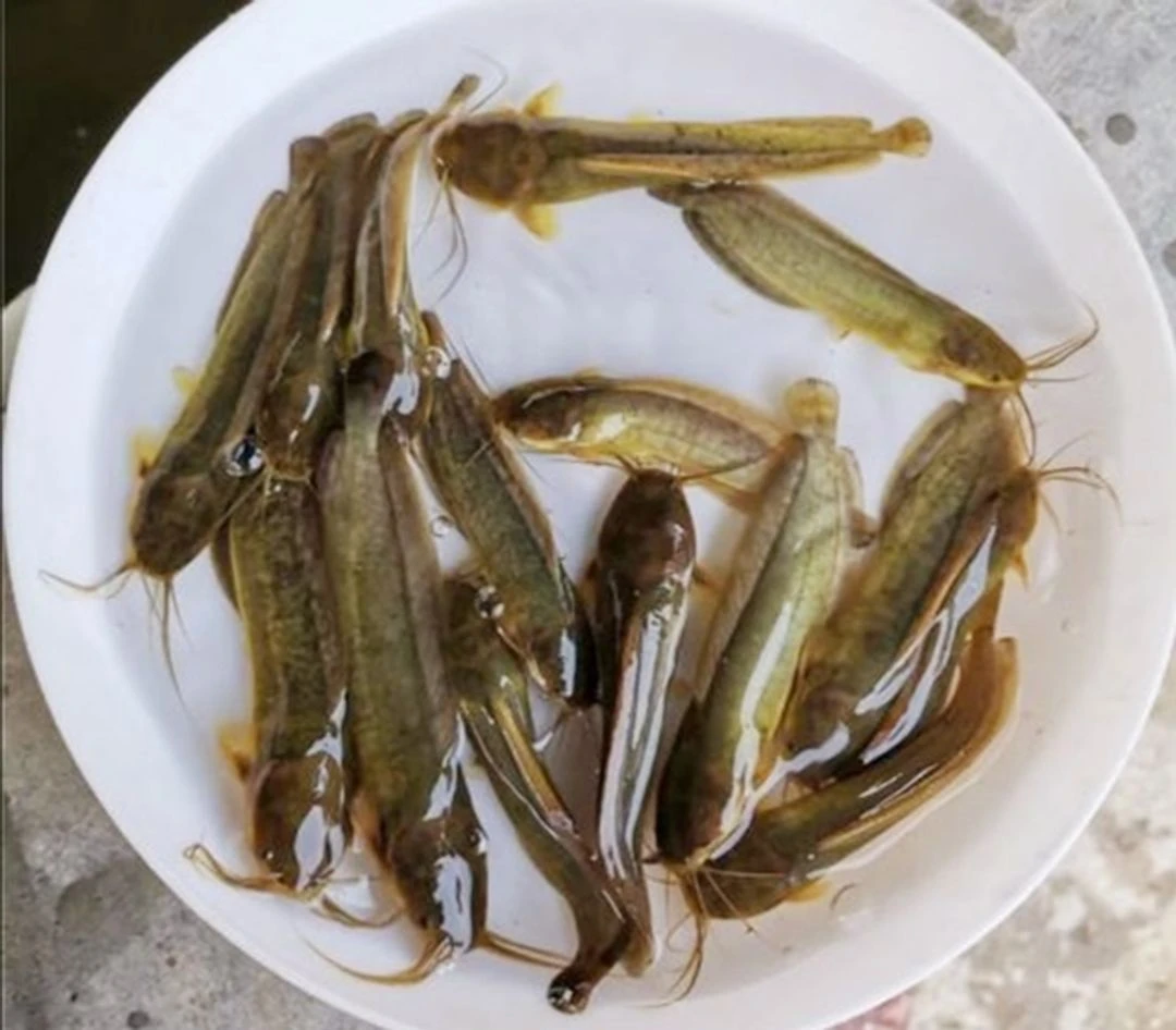 埃及塘鲺鱼塘角鱼胡子鲶鱼大口鲶鱼塘虱鱼活体