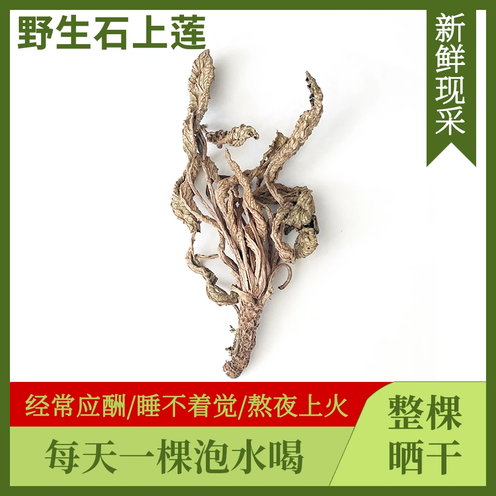 福建闽侯深山野生石上莲 新鲜采摘自然晾干整颗晒干