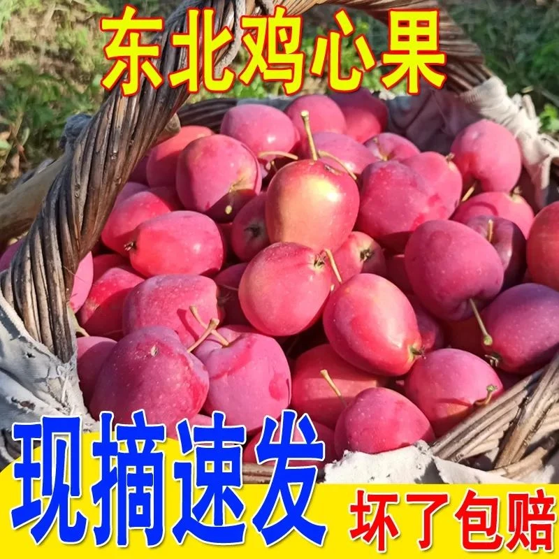 现摘现发东北正宗特级鸡心果海棠果农家自种小苹果酸甜脆口