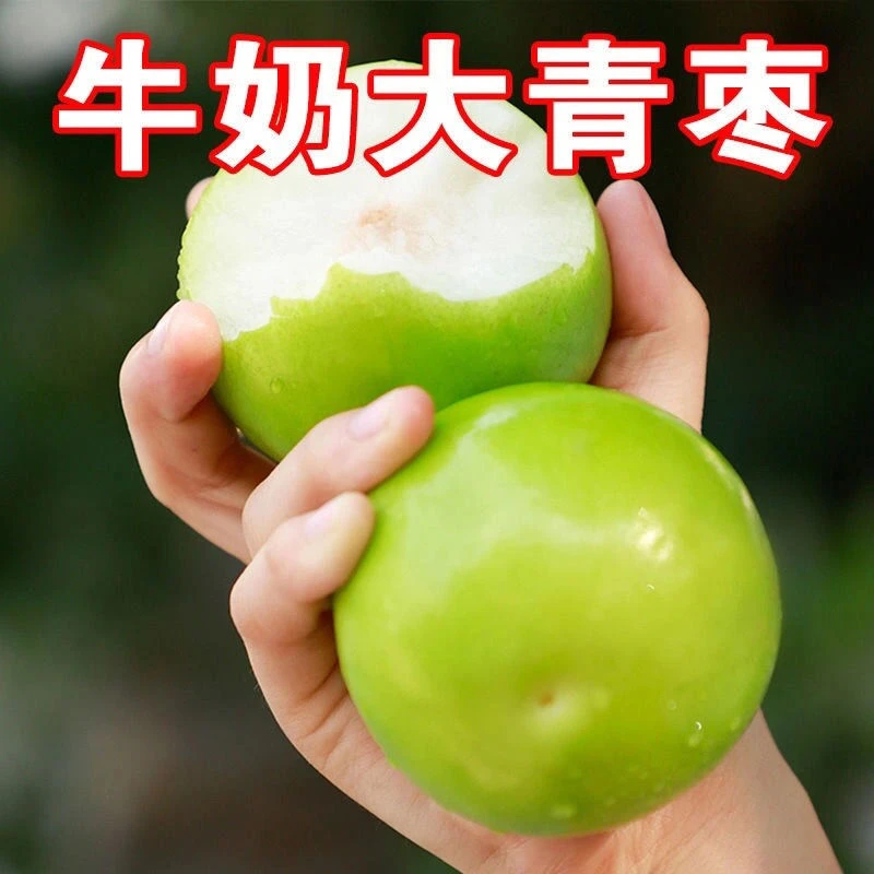 福建漳州牛奶大青枣脆甜冬枣现摘新鲜枣子水果应季水果贵妃枣