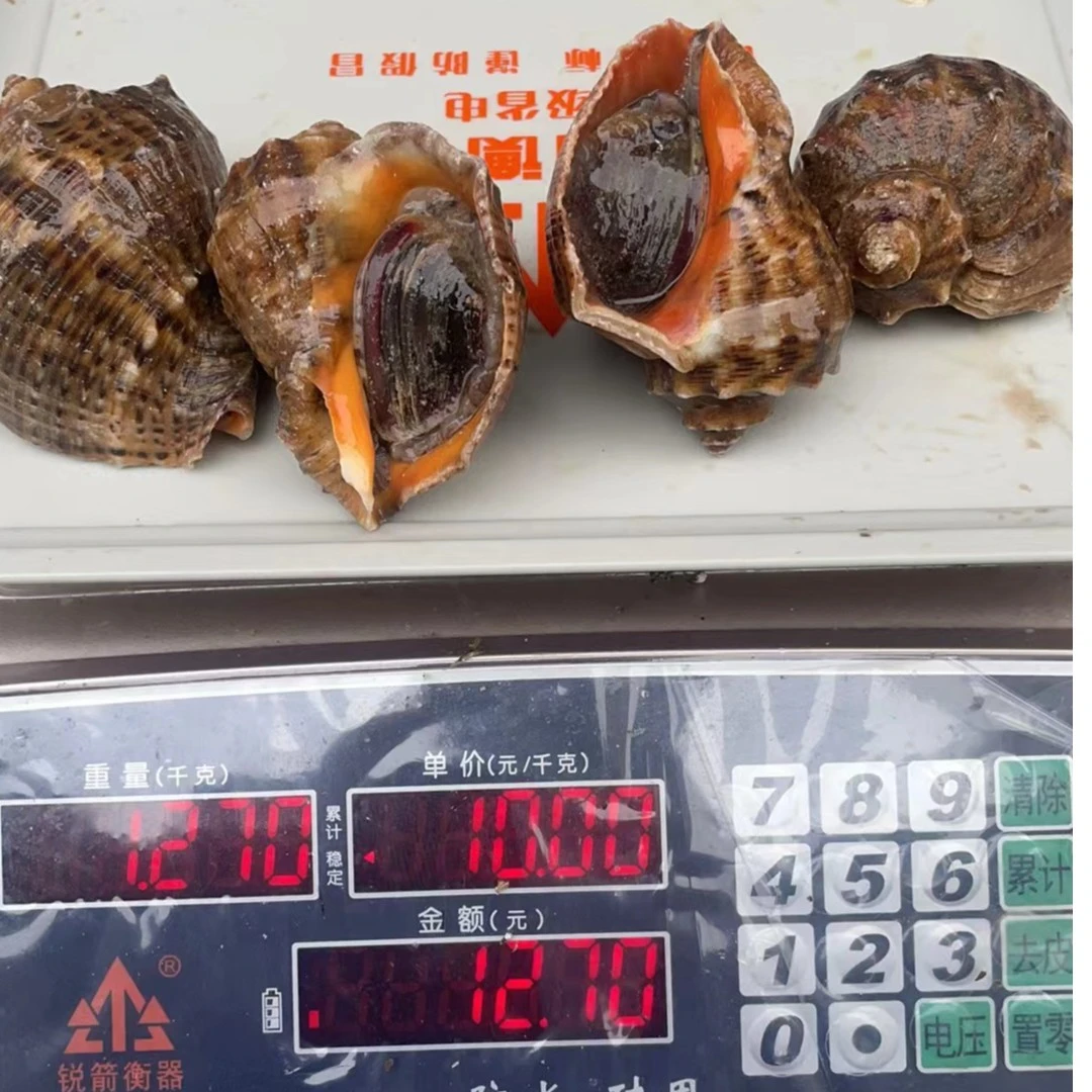 《同城闪送》大海螺