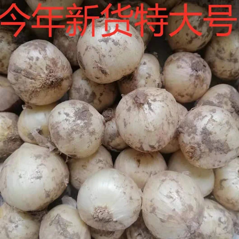 苦藠新鲜苦蒜小蒜苦茭团葱野葱头小根蒜圆蒜团蒜苦荞头九母子大号