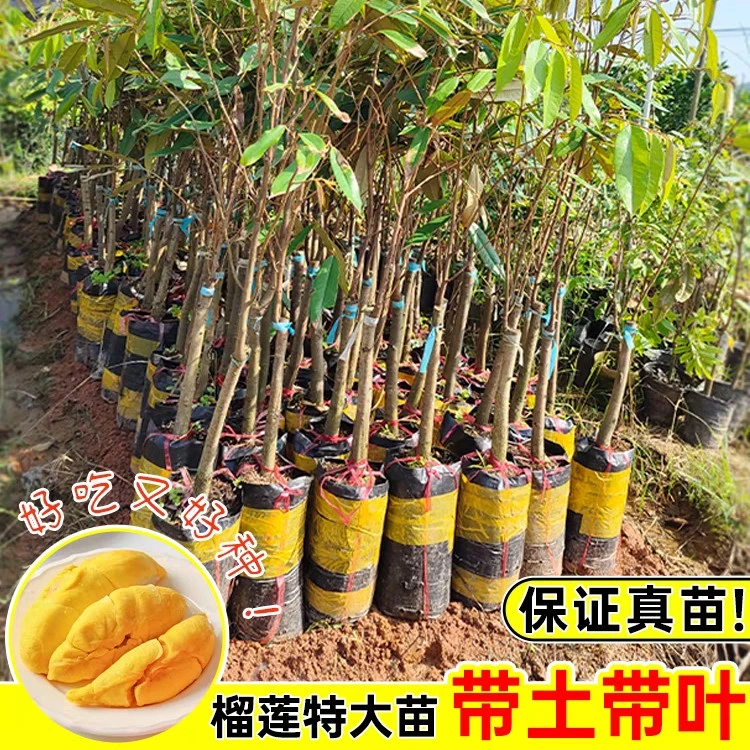 榴莲树正宗嫁接果树苗猫山王金枕榴莲苗南方种植直生苗盆栽地栽