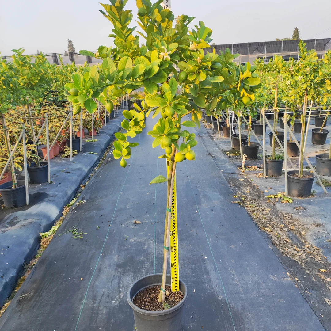 满禾广东香水柠檬树四季开花结果阳台庭院植物水果树绿植正宗优质