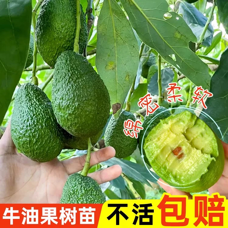 牛油果树苗正宗嫁接高产哈斯牛油果树苗盆栽地栽南方北方四季种植