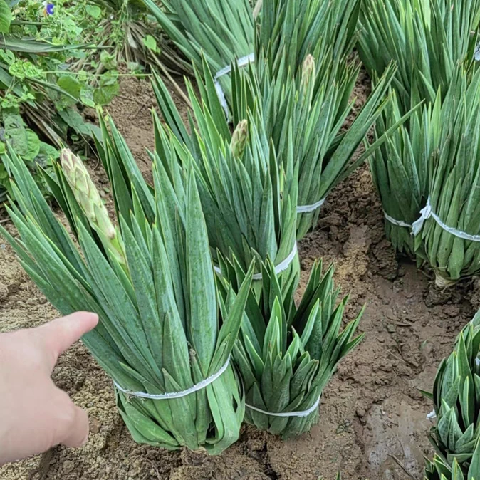 绿化苗木 剑麻 剑麻苗 水丝麻龙舌兰麻庭院绿化苗 做篱笆护院