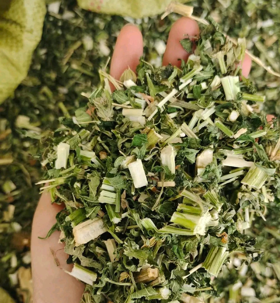 广西深山老林根荤草，女性朋友们的最爱500克