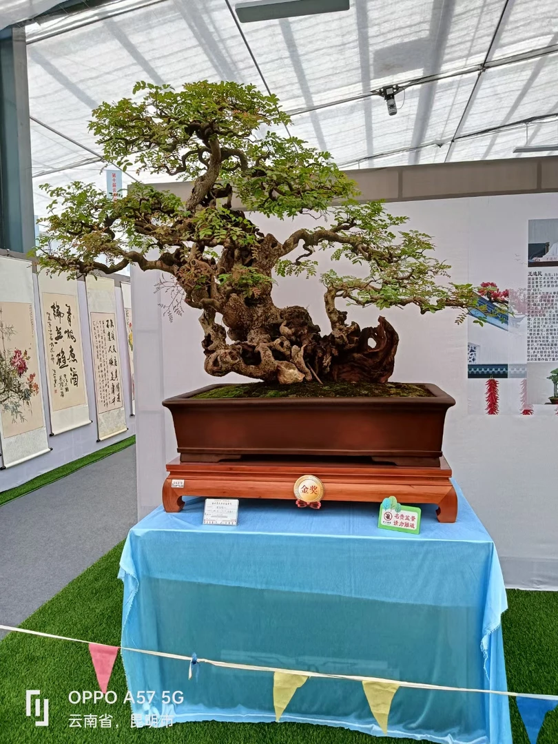 云南红芽清香木，羊蹄甲