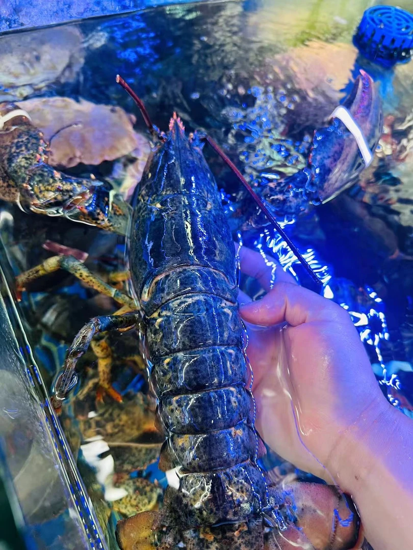 鲜活波士顿龙虾，每只约1.6斤，鲜活发货保鲜不保活