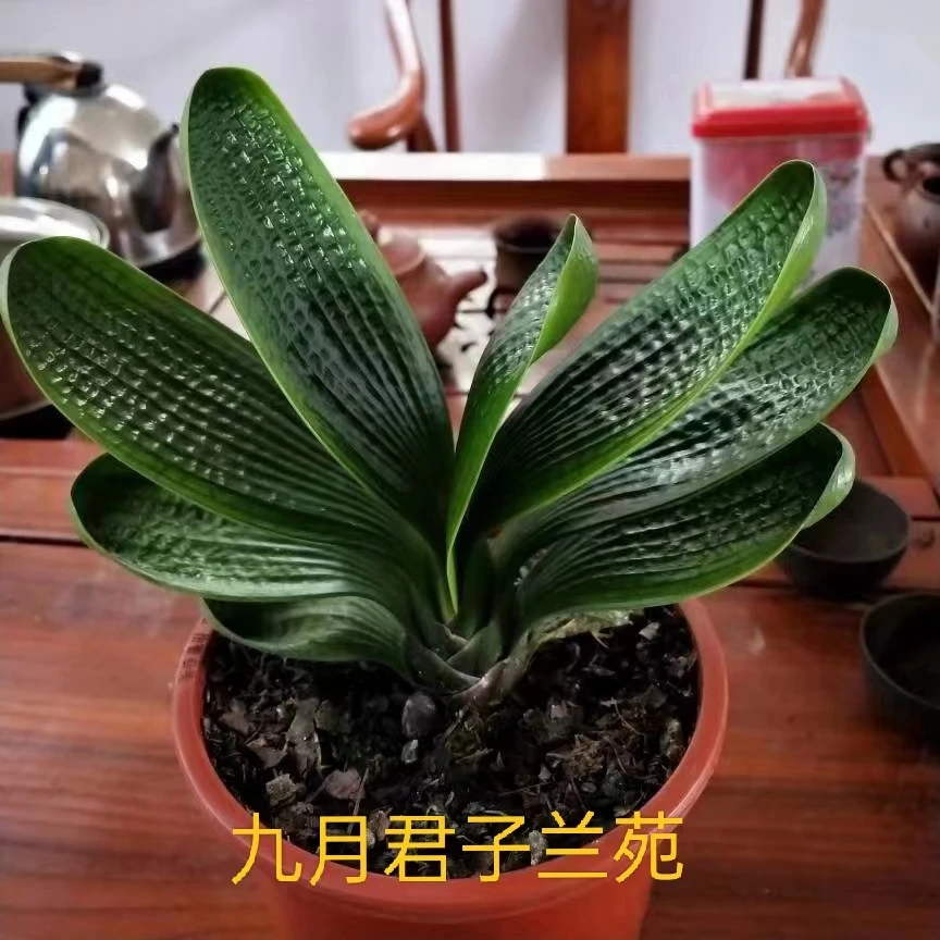 九月精品微短君子兰绿植高档室内，一物一拍（净化空气）