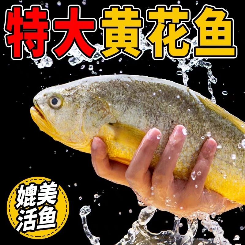 青岛发货 黄花鱼大黄鱼速冻发货单条1.5斤以上拍2+1条到手3条.
