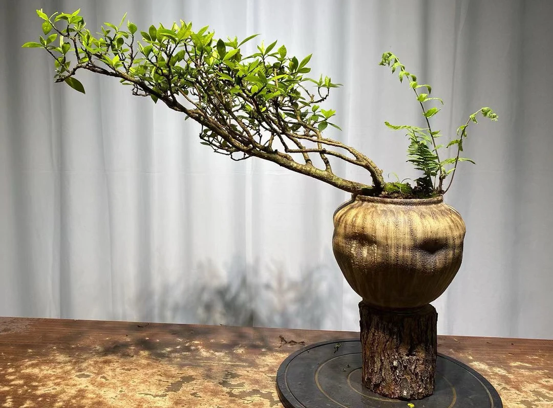 栀子花海岛栀子花