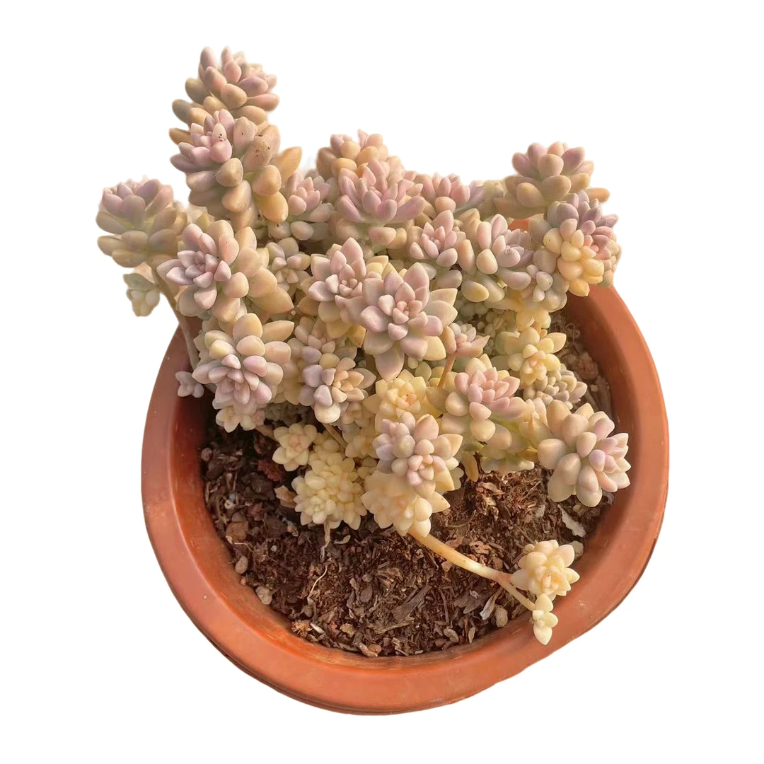 丸叶姬秋丽锦 多肉植物 （满18包邮 直播间展示为准）