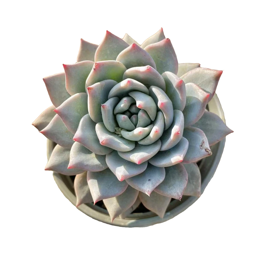 粉蓝鸟单头多肉植物（满18包邮 直播间展示为准）