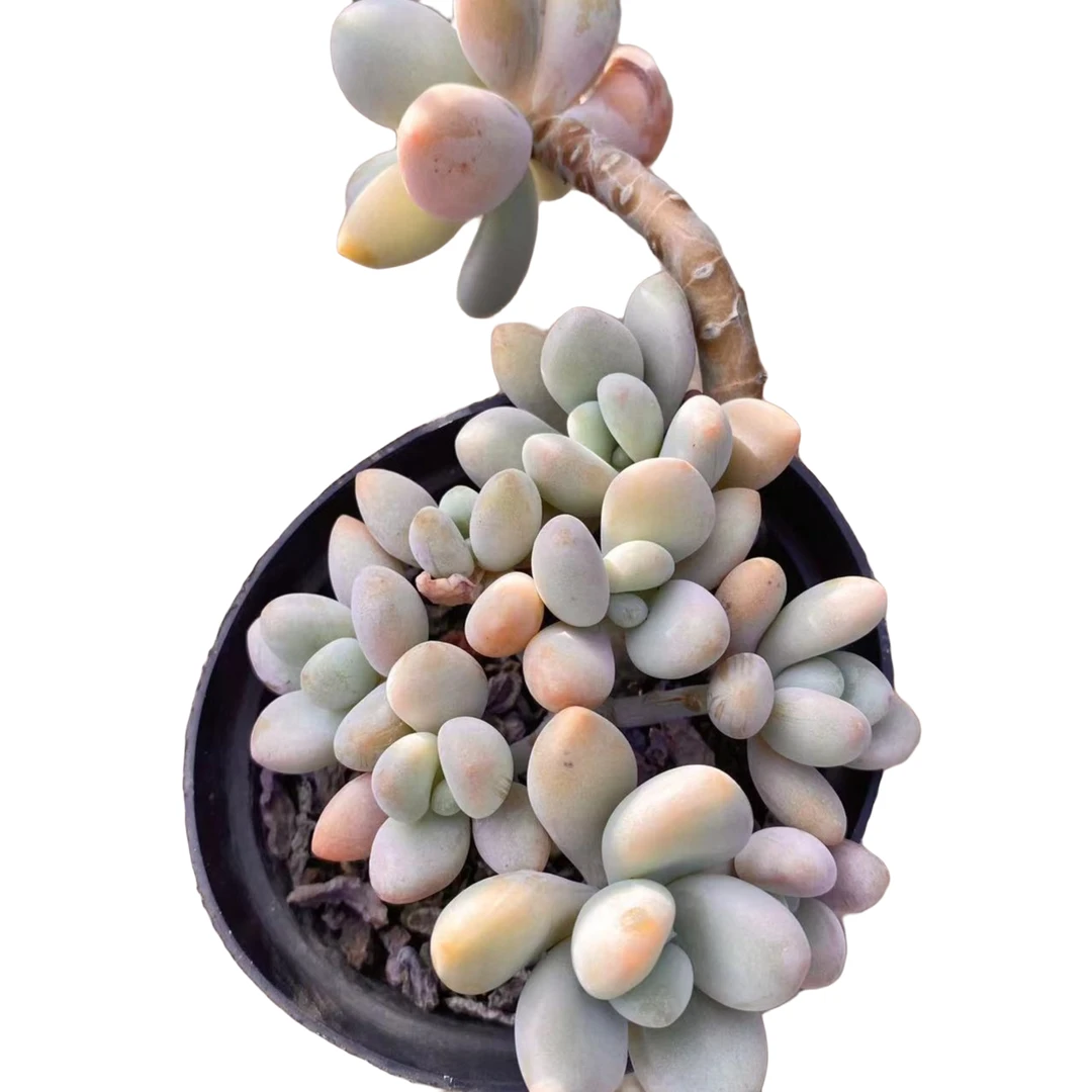香水洛神 多肉植物   （满18包邮 直播间展示为准）