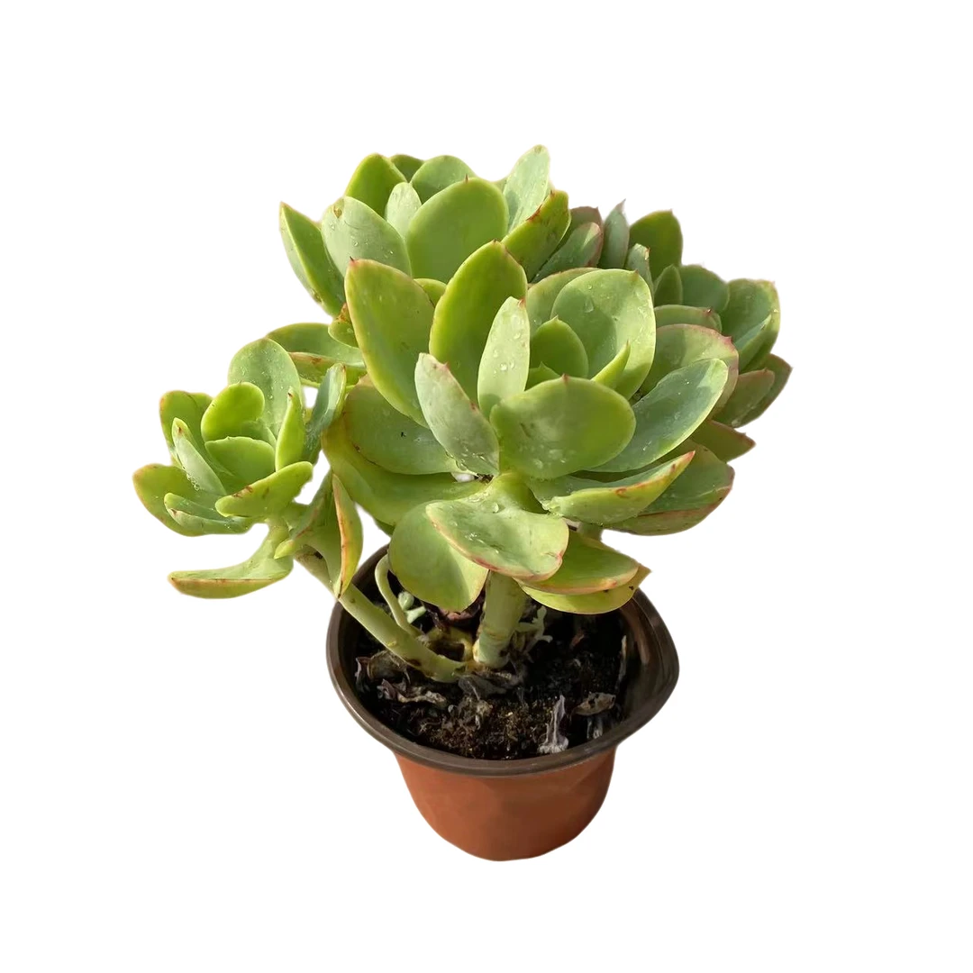 碧桃 多肉植物  （满18包邮 直播间展示为准）