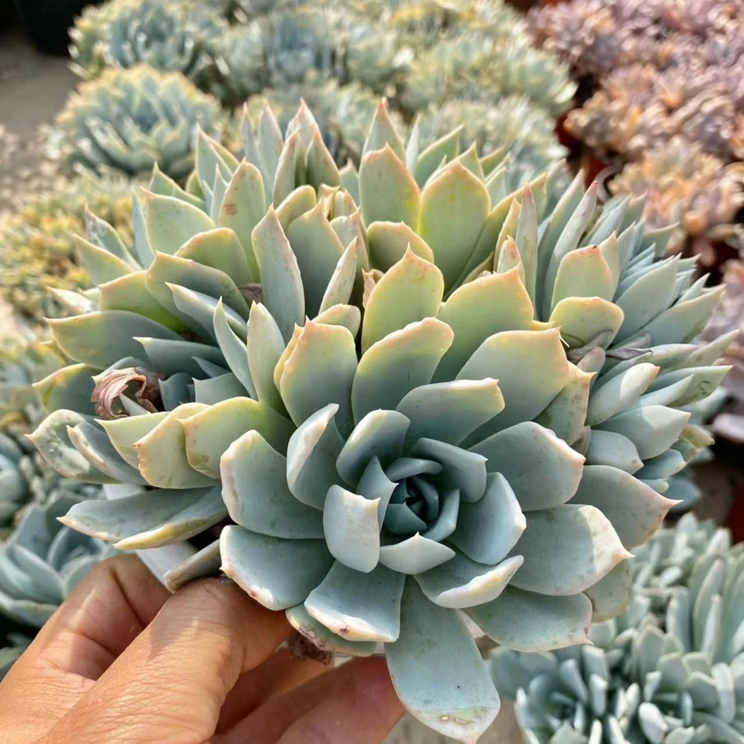 薄叶粉蓝鸟 多肉植物 （满18包邮 直播间展示为准）