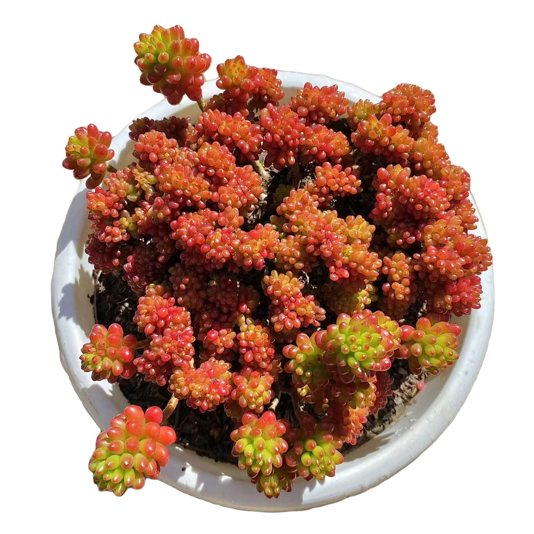 小红霉 缀化 多肉植物（满18包邮 直播间展示为准）