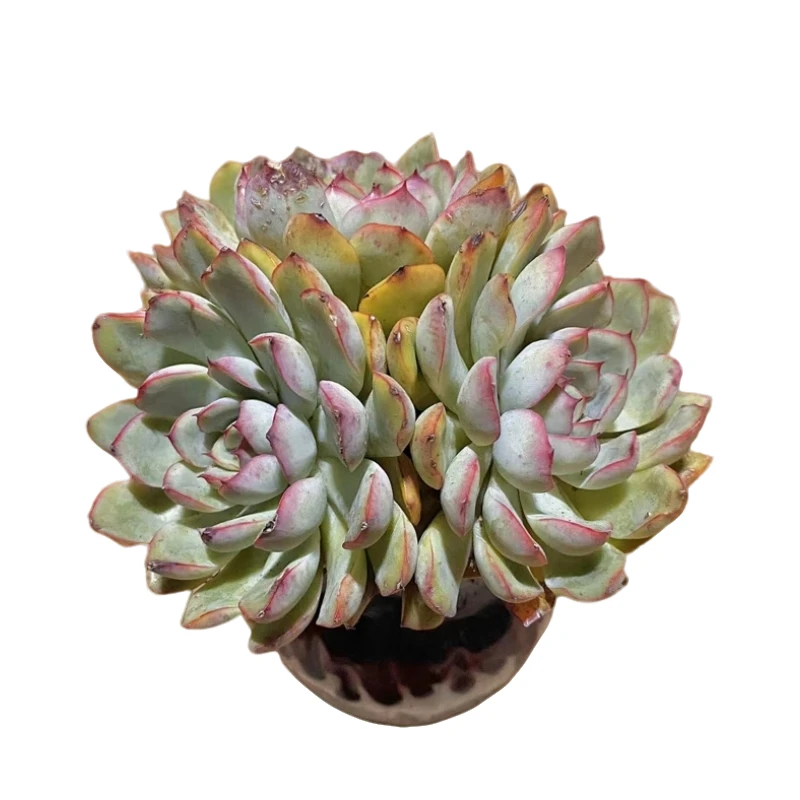 群生多头丸叶荷花  多肉植物 （满18包邮 直播间展示为准）