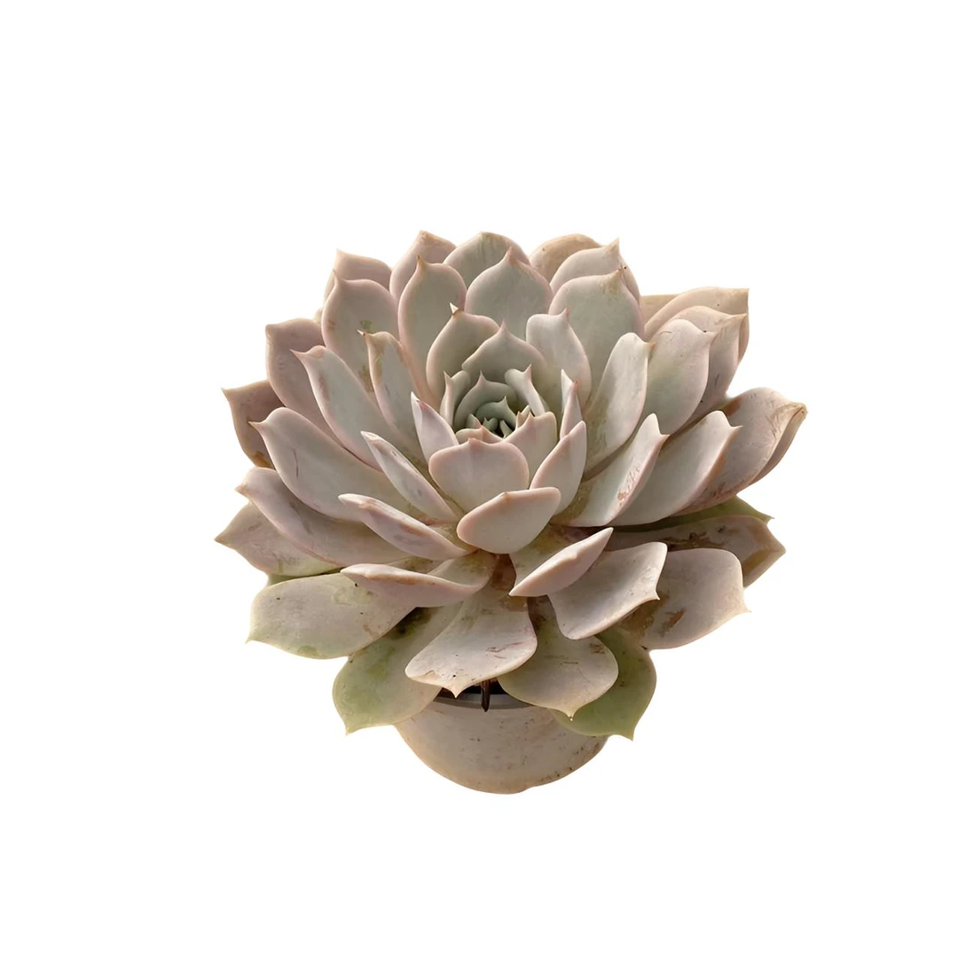 粉蝶 单头 多肉植物 （满18包邮 直播间展示为准）