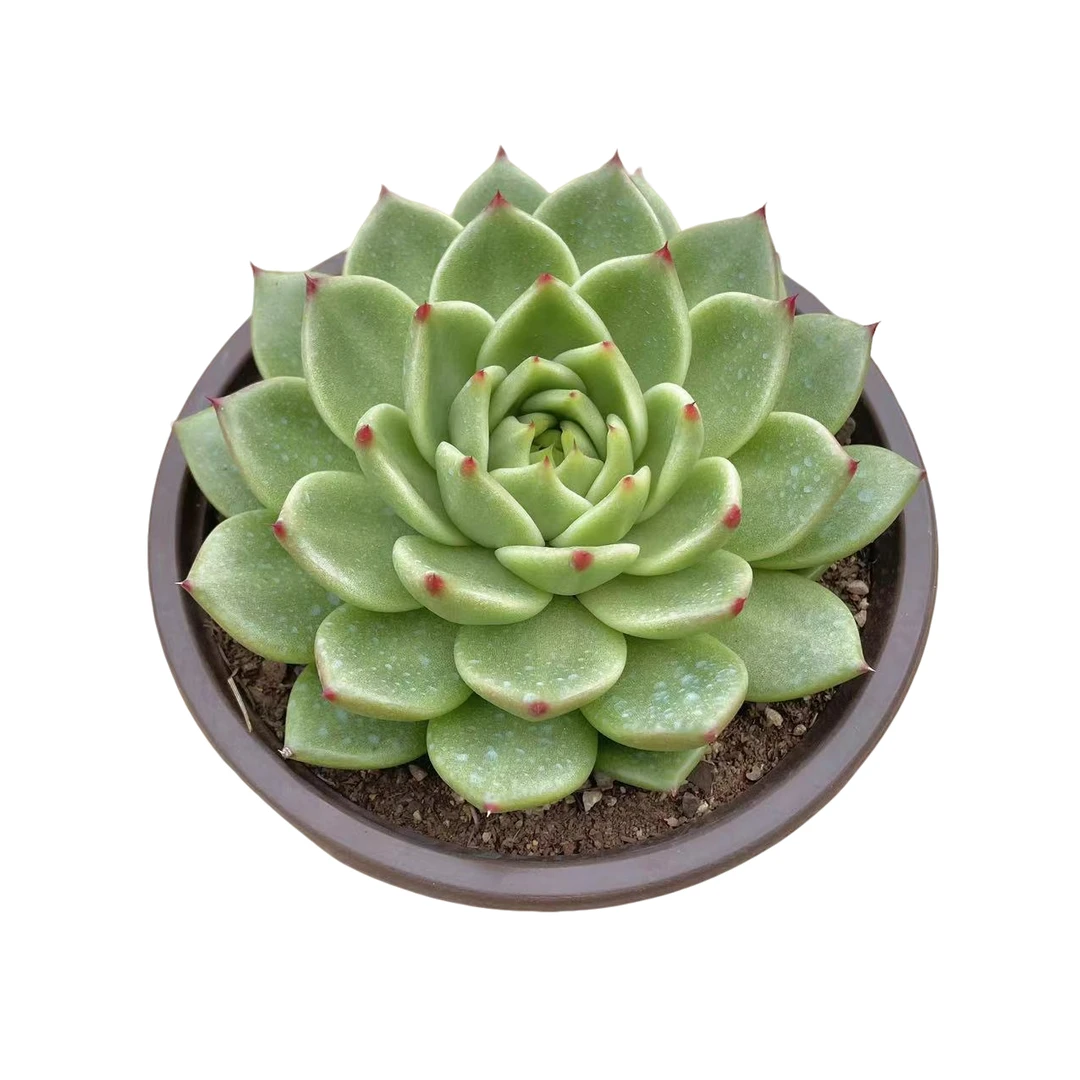 蓝龙 多肉植物（满15包邮 直播间展示为准）