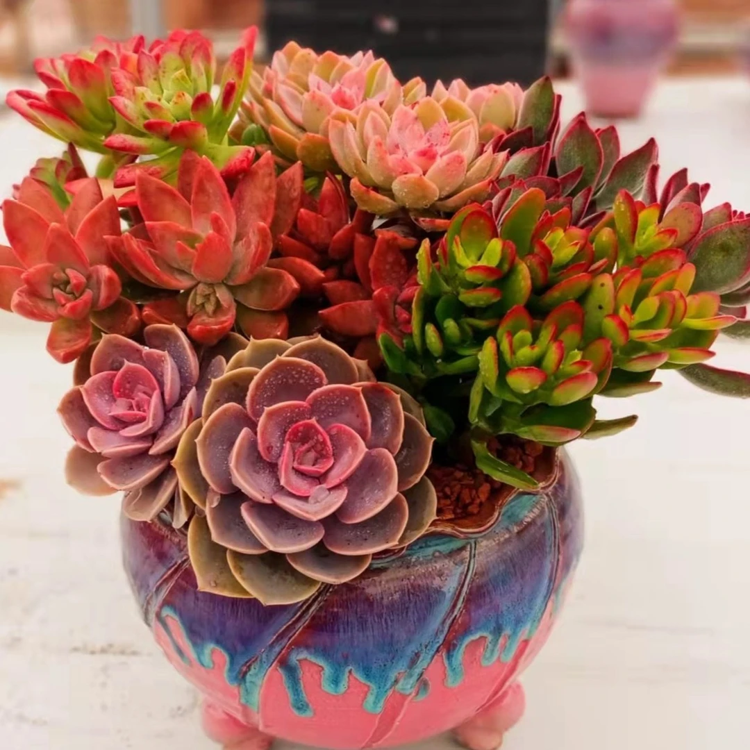 备用综合链接(满15包邮 综合链接以直播间展示为准)