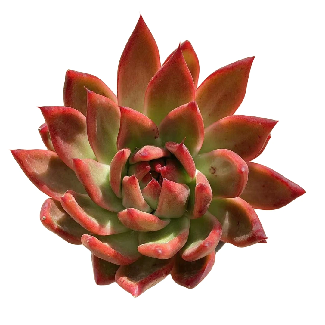 超级弗兰克 多肉植物（满18包邮 直播间展示为准）
