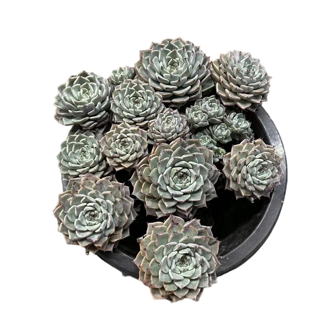 沙罗姬牡丹 轻微断枝不售后(满18包邮 以直播间展示为准)