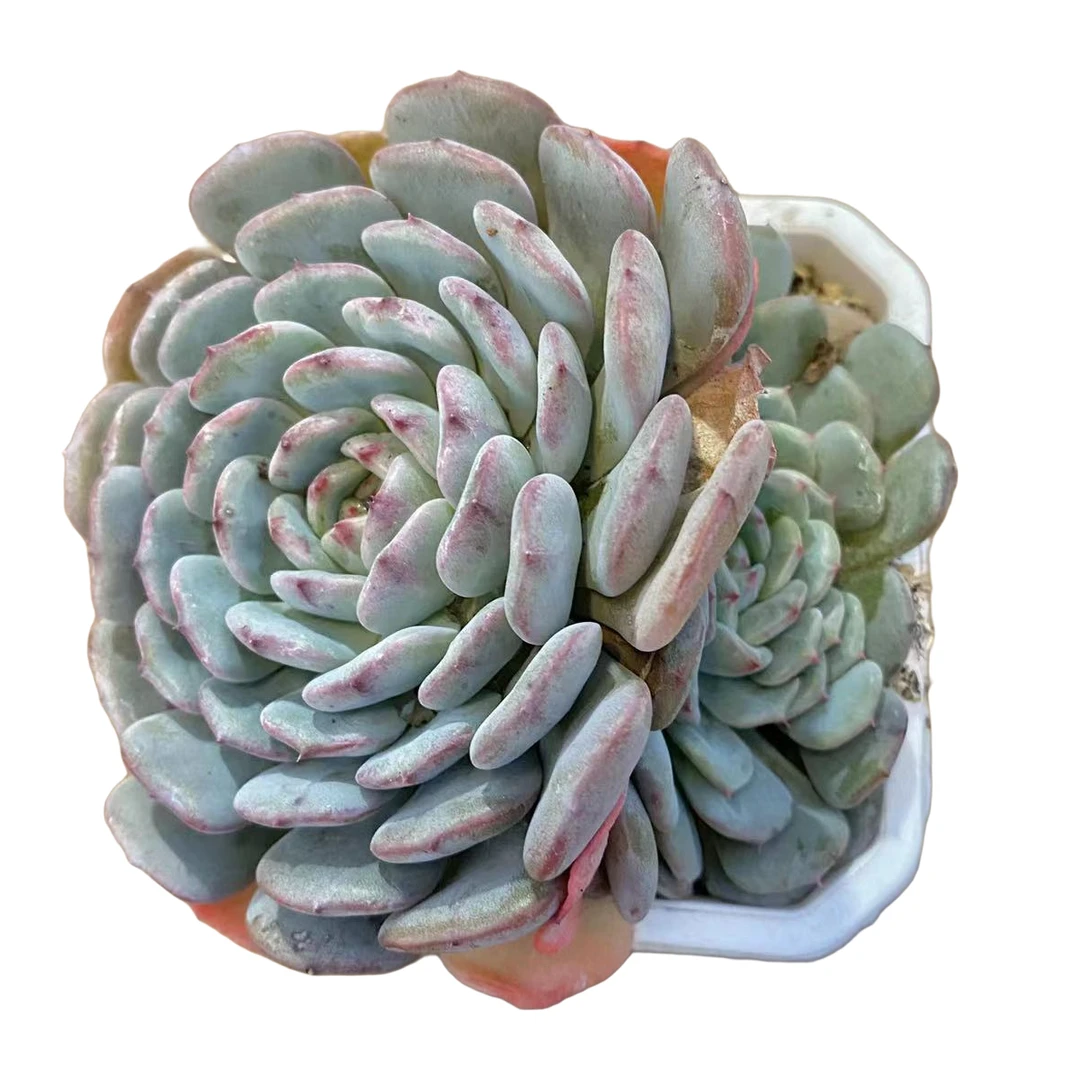 白胖子  两头发 多肉植物（满18包邮 直播间展示为准）